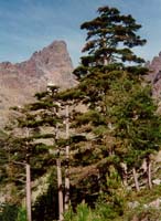 Mont&eacute;e apr&egrave;s Tighjettu, "des arbres plus hauts que les montagnes"